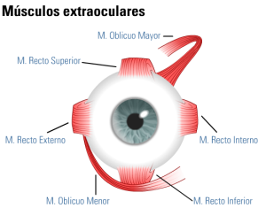 musculos-extraoculares